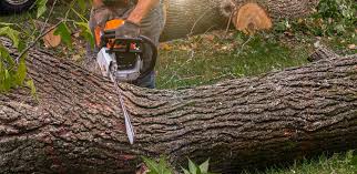 How Our Tree Care Process Works  in  Ladue, MO