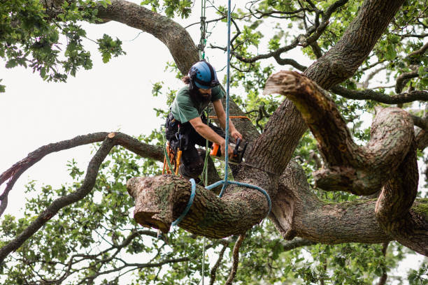Best Tree Risk Assessment  in Ladue, MO