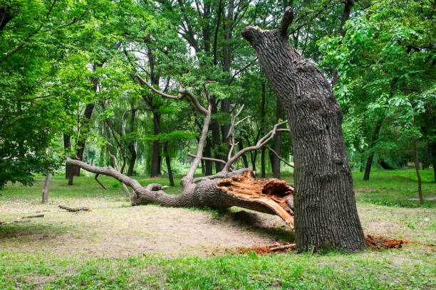 Professional Tree Care in Ladue, MO