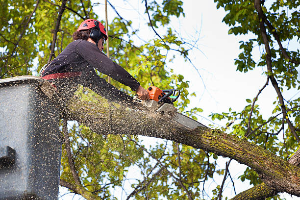 Best Tree Preservation Services  in Ladue, MO