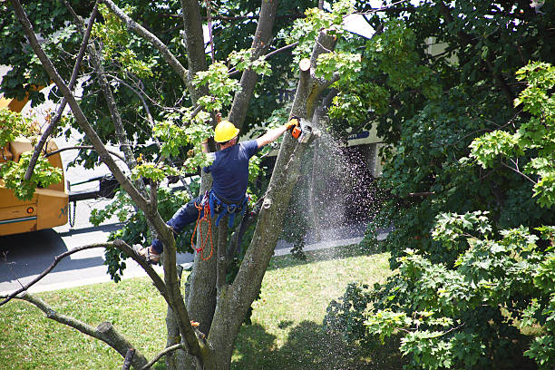 Lawn Renovation and Restoration in Ladue, MO