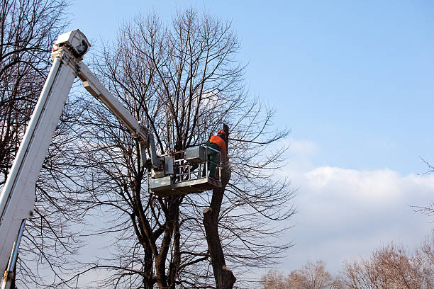 Tree and Shrub Care in Ladue, MO